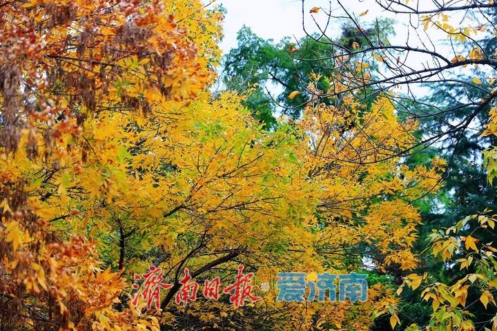 一年四季 泉在济南丨层林尽染秋意浓 市民游园赏景乐享时光