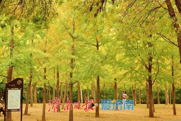一年四季 泉在济南丨层林尽染秋意浓 市民游园赏景乐享时光