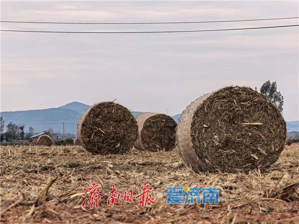 融媒·见证丨田里的“巨型瑞士卷”，藏着乡村第二份收获 丰收过后的丰收