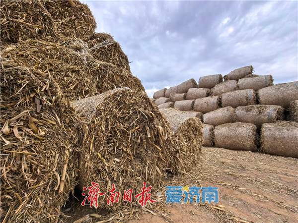 融媒·见证丨田里的“巨型瑞士卷”，藏着乡村第二份收获 丰收过后的丰收