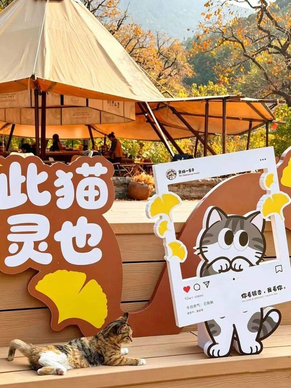 这个秋天,比灵岩银杏先火出圈的是只“猫”