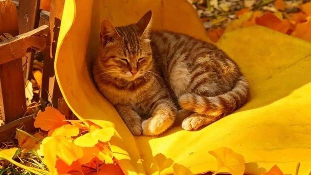 这个秋天,比灵岩银杏先火出圈的是只“猫”