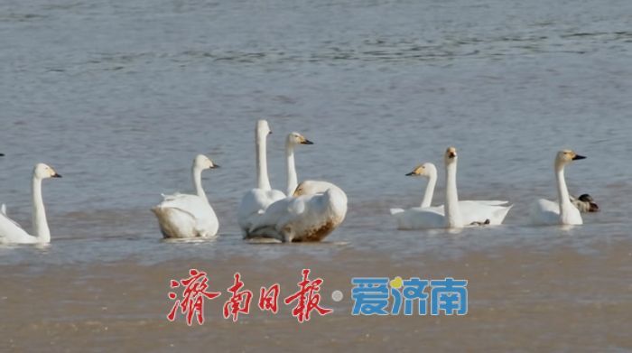 我们从西伯利亚来，提前十余天“赴约”——首批来济大天鹅“自述”