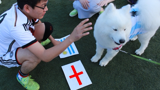 青岛卖萌世界杯大神 白毛小仙儿 预测英格兰胜