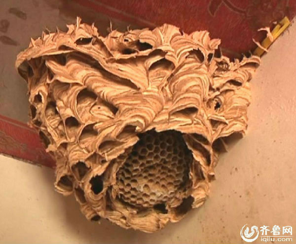 山东即墨罕见马蜂窝 造型诡异如锁妖塔(图)