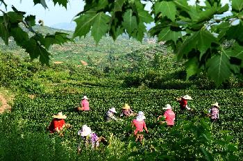 游客被踹入湖 <em>视频</em>走红 <em>男子</em>称 因为<em>无聊</em> 遭吐槽