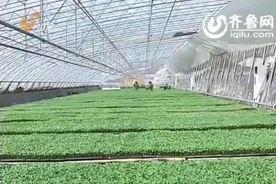 [视频]女博士写8万字论文 论八角对卤鸡肉影响