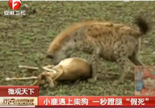 [视频]小鹿遇上大柴狗 一秒蹬腿"假死"