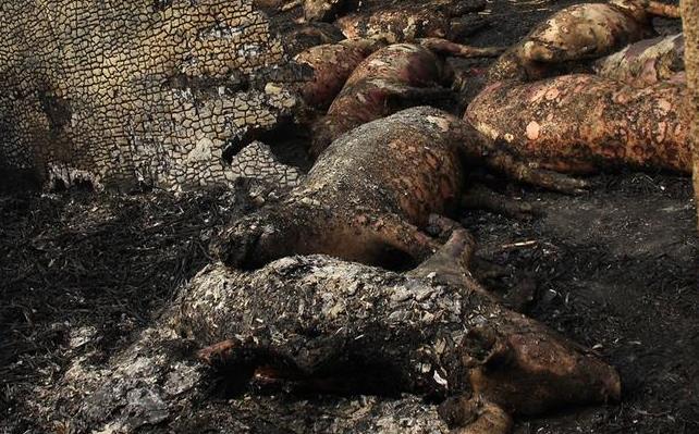 [视频]超搞笑!呆萌小狗不停追自己的影子