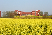山东交通学院"任性"油菜花海走红