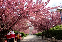 济南章丘二职专：赏樱花感受春天