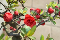 章丘市东山小学"美丽春天"摄影大赛落幕