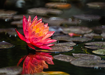 山东济南大学在校生兼职教古筝 一年轻松赚十