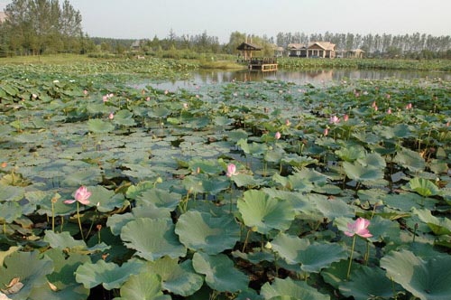 新华网临沂罗庄频道