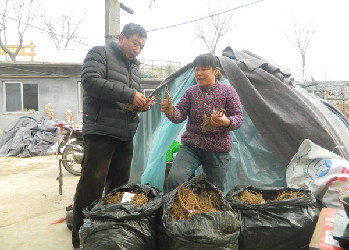 淄博博山：猕猴桃小镇的春之声