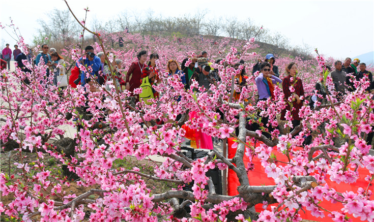 淄博博山區馬家溝村:芳菲四月 桃花盛開美如畫