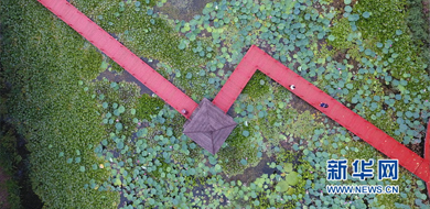 美如画!航拍山东微山湖万亩红荷