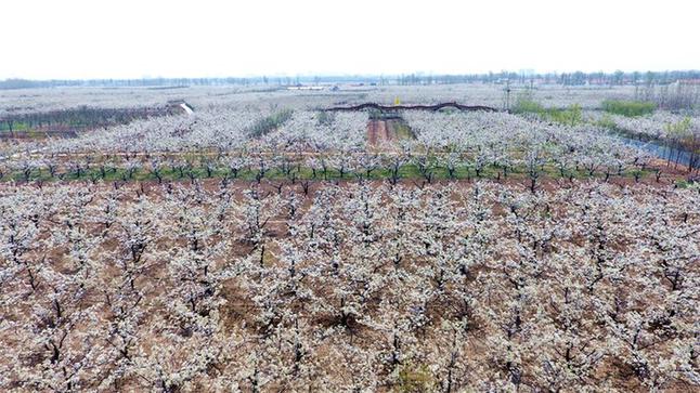 新华网无人机航拍滨州阳信梨园祭祖仪式