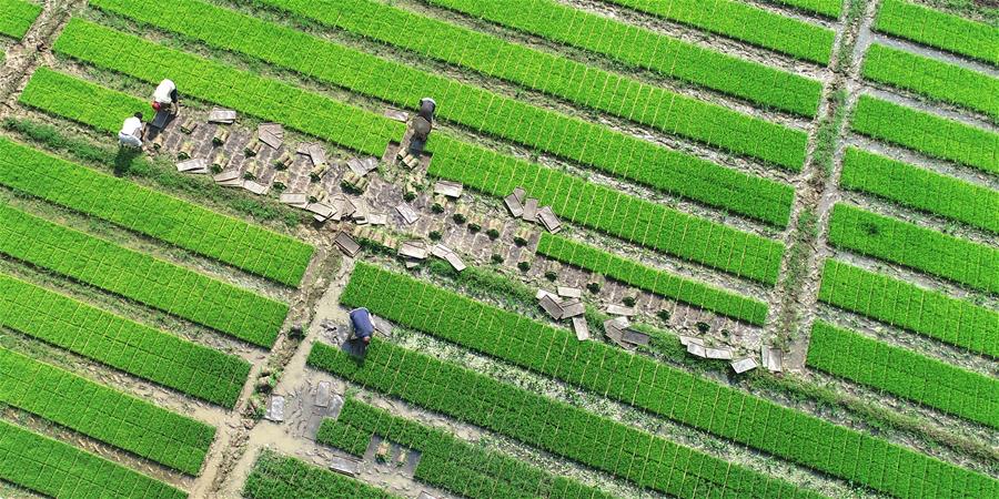 山东沂南：&ldquo;田保姆&rdquo;一条龙托管夏种忙