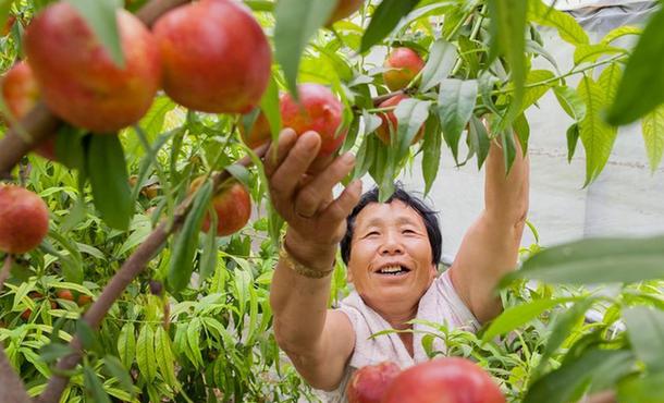 山东高青：旧村复垦变良田