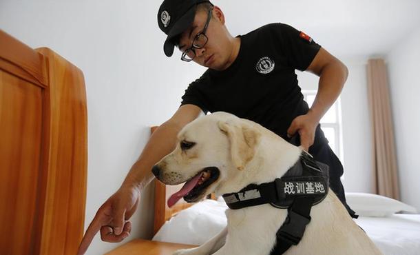 山东沂南：缉毒犬亮身手