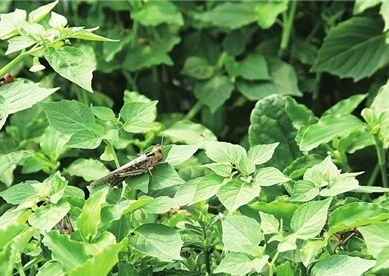 山东沂水：女大学生回村养殖蚂蚱 一天喂三顿草