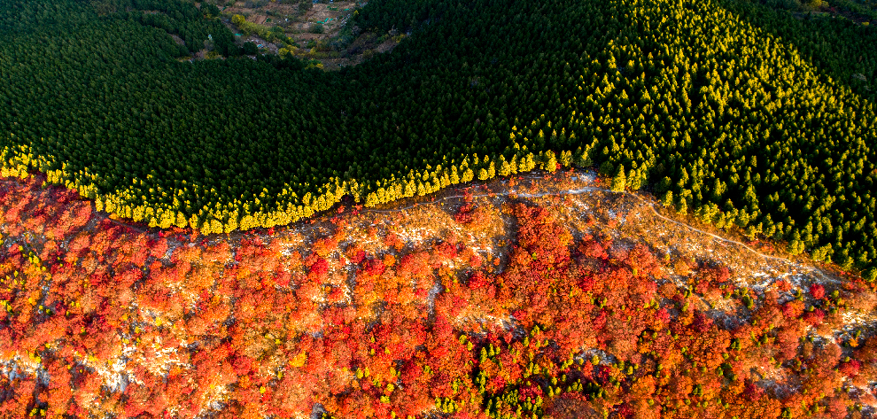 航拍：半山青松半山红