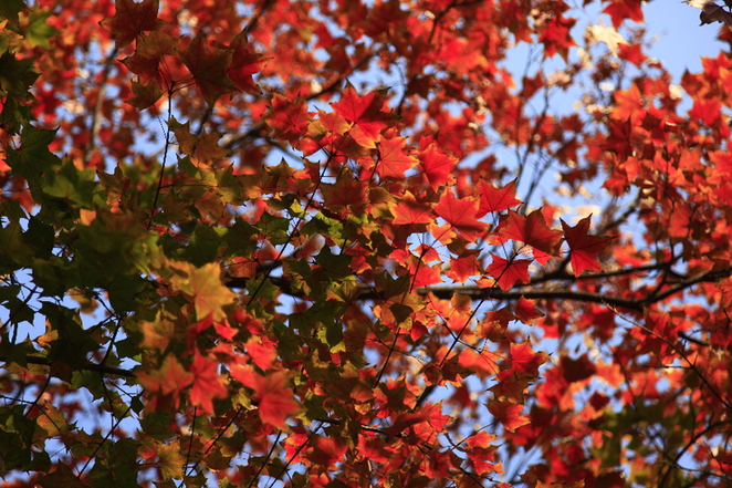 航拍：城市&ldquo;绿肺&rdquo;的秋意盎然