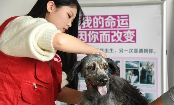 山东青岛：让流浪动物&ldquo;温暖过冬&rdquo;