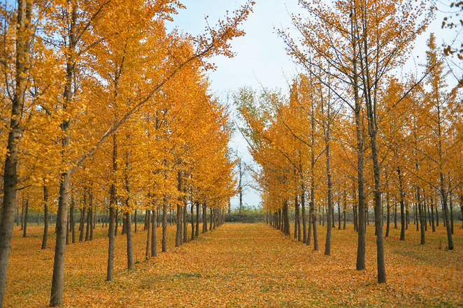 航拍：济南千亩银杏披&ldquo;金衣&rdquo;