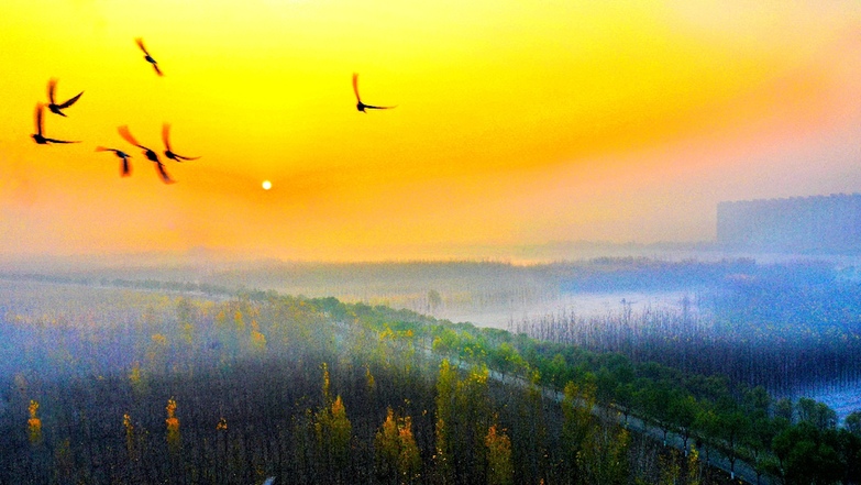 航拍：初冬黄河岸即景
