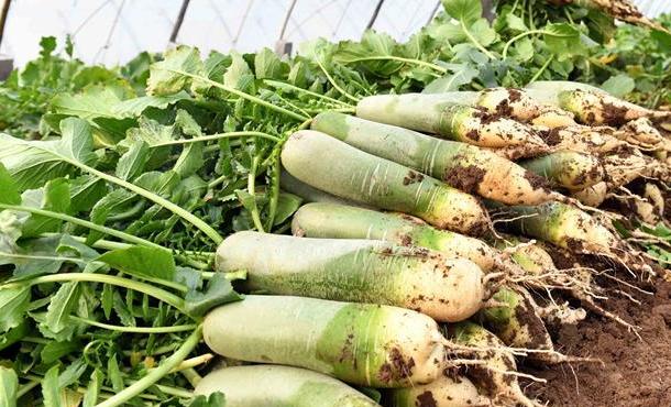 山东寒亭：萝卜闯出大市场