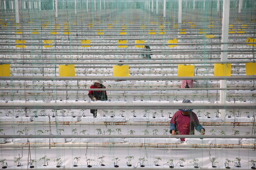 人勤春来早 看科技理农