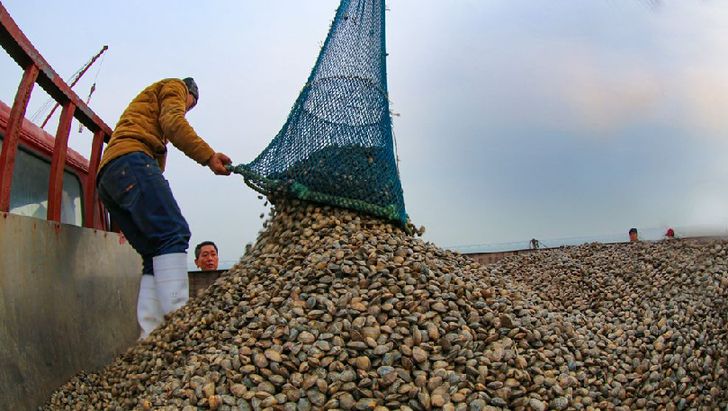 天暖了 水温升高 海货丰收的日子来到