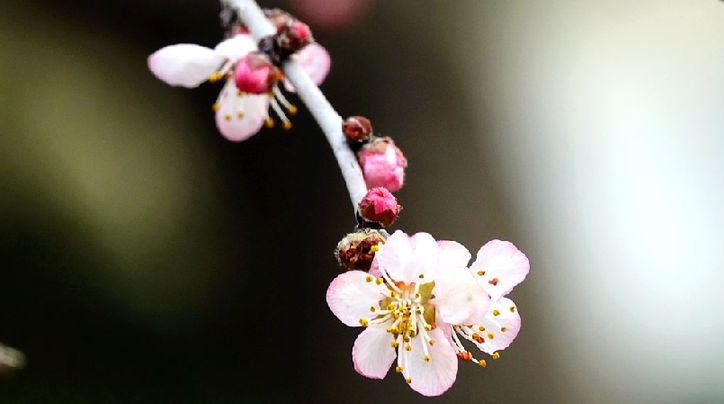 花情探营 梅花枝头春意闹 尽显动人景色