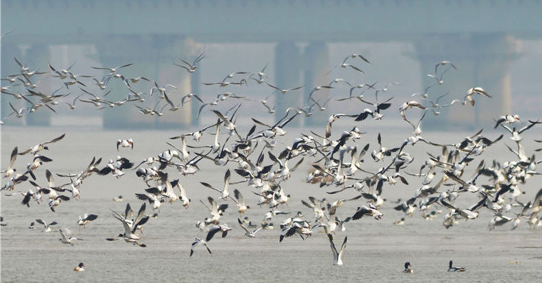 青岛沿海滩涂变"候鸟餐厅" 赏觅食场面