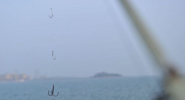 梭鱼渔汛!青岛达人无饵垂钓收获颇丰