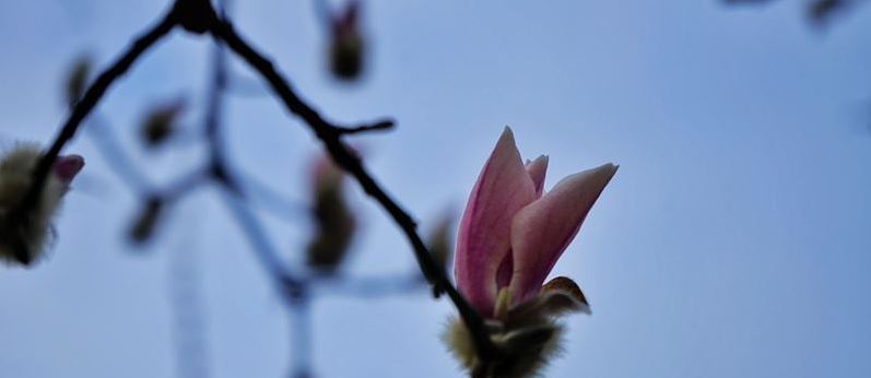 青岛:玉兰花含羞初绽 粉白相间惹人爱