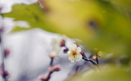 梅花盛开 芳香自来！青岛最新花期预报出炉