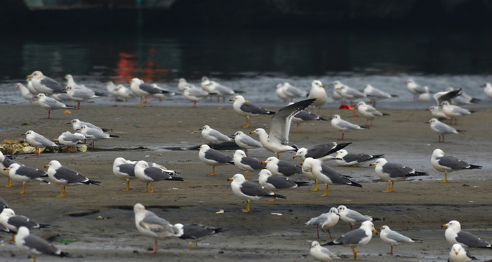 青岛进入候鸟迁徙季 群鸟练飞欲北迁