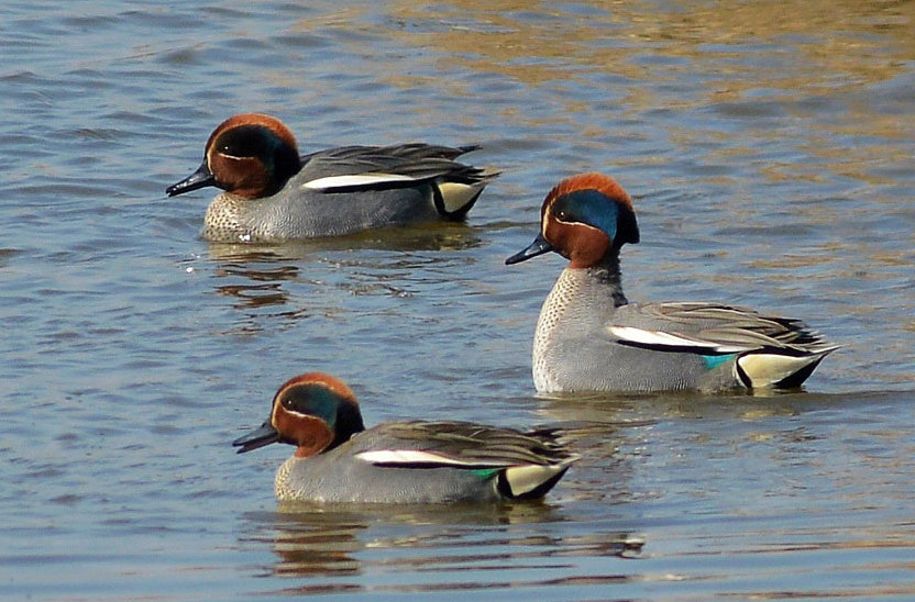 山东青岛：&ldquo;萌鸭&rdquo;戏水享春光