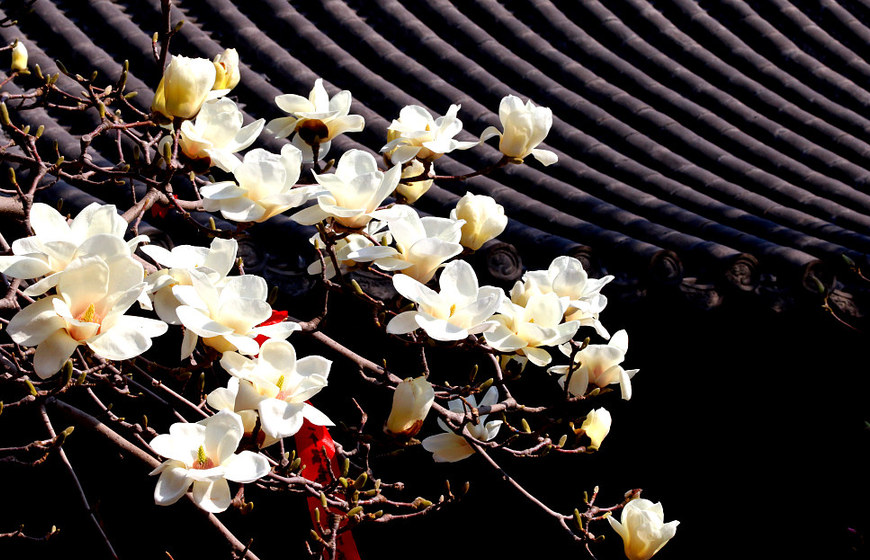 山东济宁：千年孟府花正艳