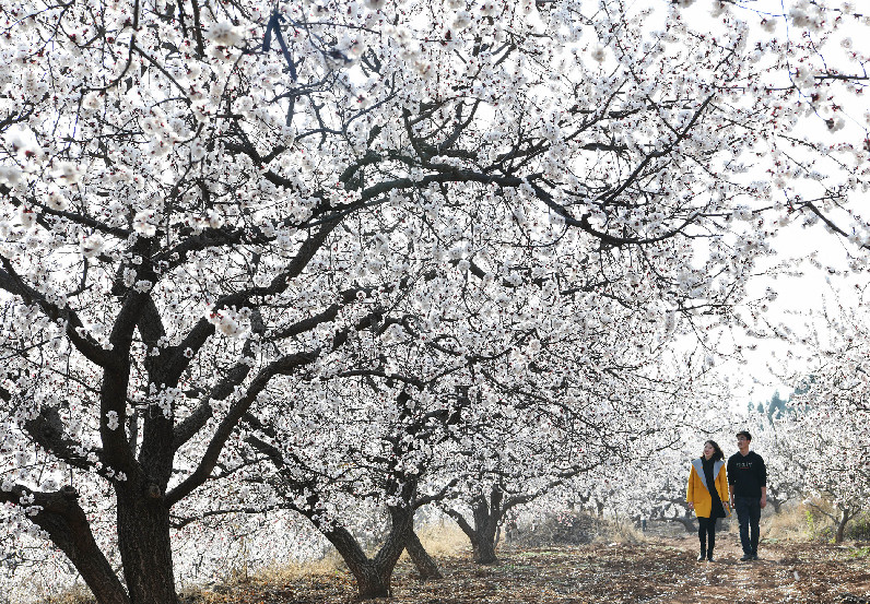 山东枣庄千亩山杏花竞相开放 吸引众多游客观赏