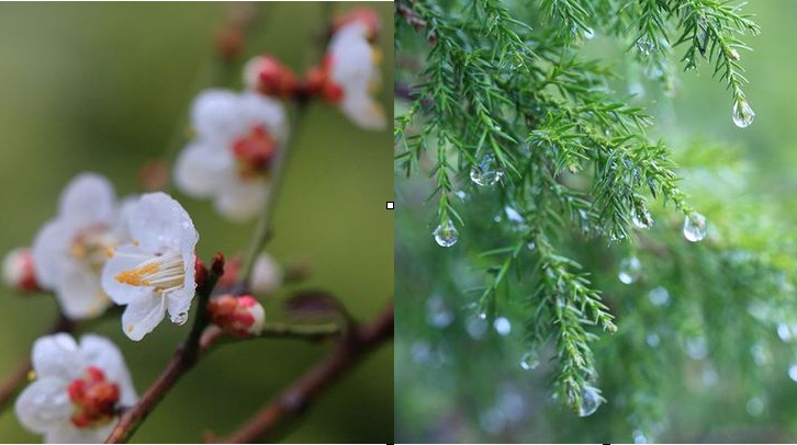 雨中游青岛中山公园 春意浓浓别有一番情趣在心头