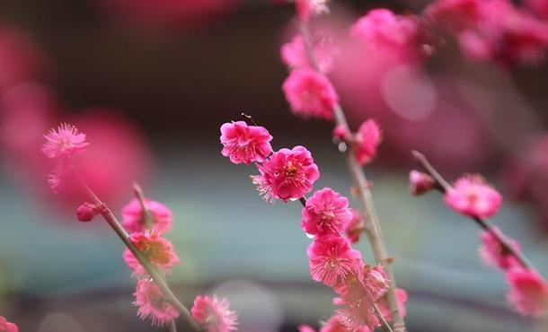 山东：春雨润花