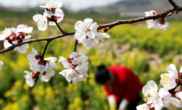 春分时节花伴农事