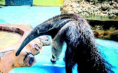 山东首对食蚁兽入住济南野生动物世界