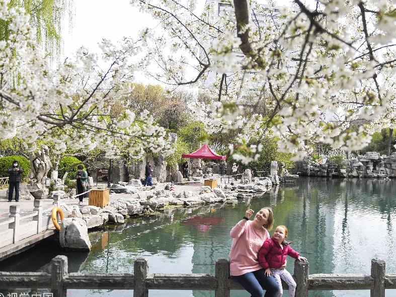 山东济南第十八届五龙潭樱花节开幕 游人如织