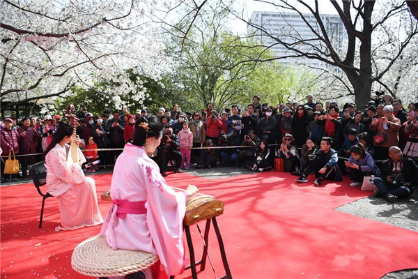 樱雨缤纷季！济南第十八届五龙潭樱花节开幕