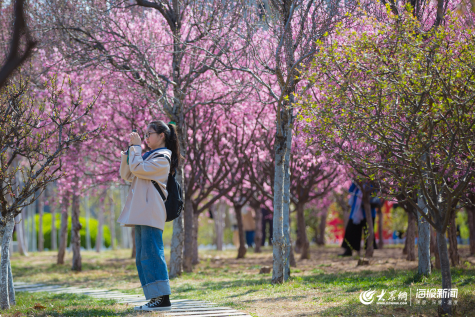 济南校园春色大PK：山大、济大 哪个是你最爱？